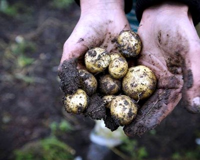 FAO lança plataforma online sobre Agricultura Familiar