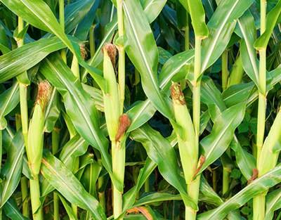 FAO: Preços mundiais dos alimentos baixam