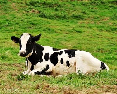 FAO: produção mundial de leite deverá crescer 2% em 2015