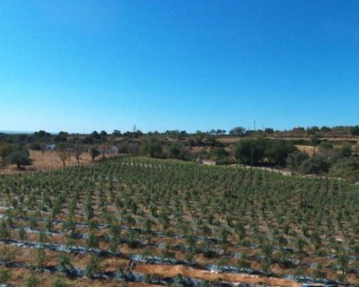 Faro recebe I Encontro dos Produtores Nacionais de Goji Biológicos: marca Sanaberry