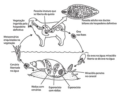 Fasciolose