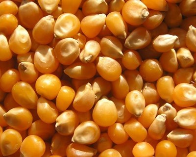 Fátima debate “competitividade e segurança da alimentação animal”