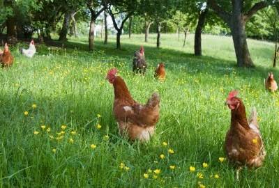 Fátima é palco das V Jornadas de Alimentação Animal