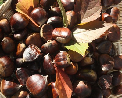 Feira da Castanha de Marvão acontece em novembro