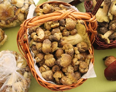 Feira do Míscaro em Sátão