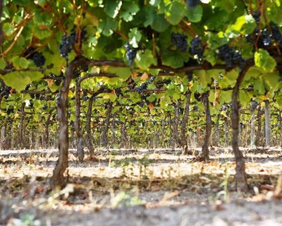 Feira do Vinho do Dão regressa a Nelas