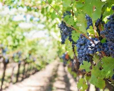 FENAGEDAS apresenta o estudo sobre o impacto socieconómico das adegas cooperativas em Portugal