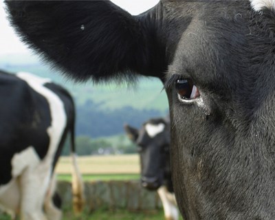 FENALAC defende simplificação do PEPAC e melhoria do rendimento dos produtores de leite