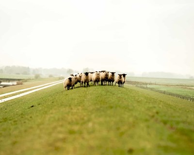 FENAPECUÁRIA apela ao reconhecimento da importância da pecuária para o país e mundo rural