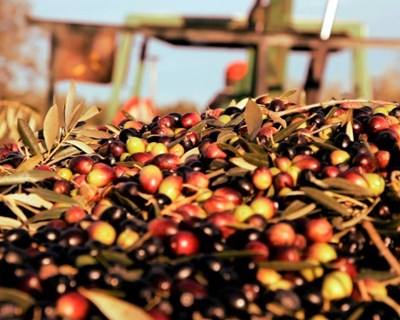 Ferreira do Alentejo: “Olivoturismo” é o tema da Feira Nacional da Água e do Regadio
