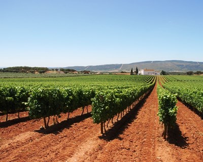 Festa da Vinha e do Vinho em Borba comemora 25 anos