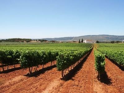 Festa da Vinha e do Vinho junta produtores em Borba