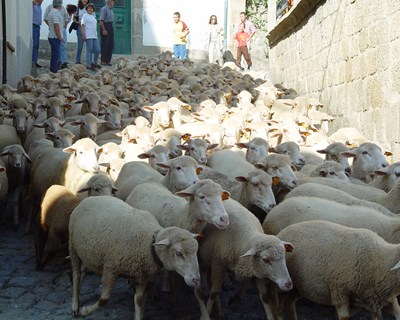 Festival Chocalhos em Alpedrinha