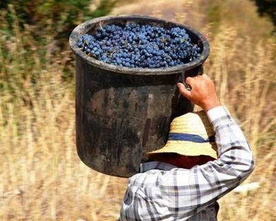 Festival de Vinhos do Douro Superior recebeu sete mil visitantes