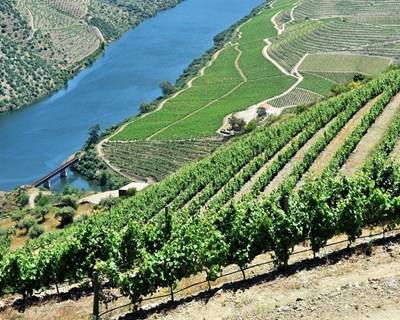 Festival do Vinho do Douro Superior regressa a Vila Nova de Foz Côa