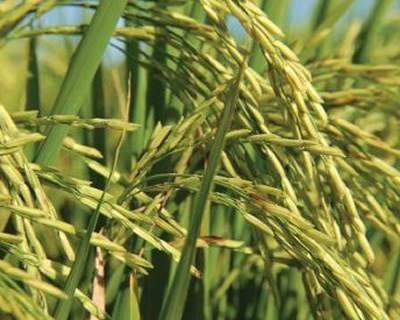 Festuca-alta: Festuca arundinacea Schreb. (Família: Poaceae)