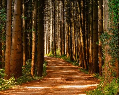 Estudo da UA conclui que financiamento pós-fogo florestal é mal aplicado em Portugal