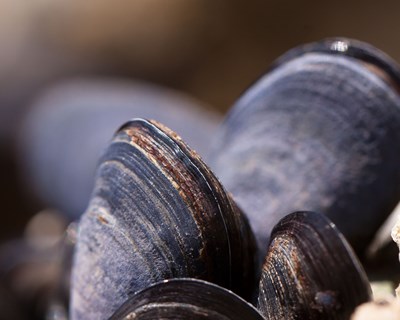“Flexibilidade” da indústria portuguesa faz subir em Barcelona as exportações de pescado
