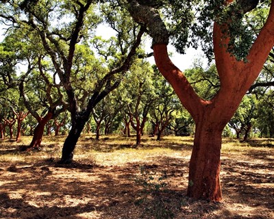 Floresta e agropecuária do norte alentejano em debate