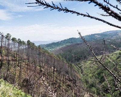 "Floresta global" em debate na AGROGLOBAL