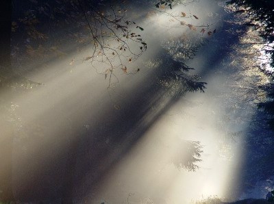 Florestas desapareceram a um ritmo duas vezes mais lento nos últimos 25 anos
