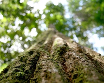 Florestas podem ser um bom complemento da produção agrícola