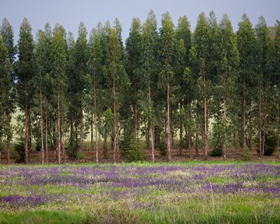 Florestas.pt leva conhecimento sobre a floresta portuguesa a mais de 1,3 milhões de utilizadores