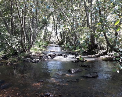 Florestas ripárias são verdadeiros armazéns de carbono
