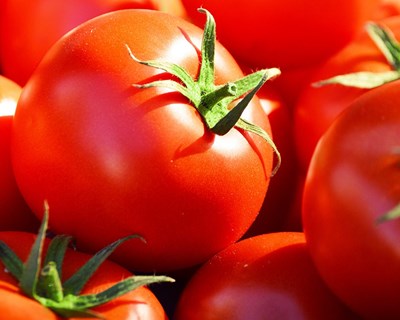 FNOP realiza ‘Balanço da Campanha do Tomate de Indústria 2023’