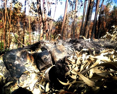Fogos do verão reconhecidos como catástrofe natural e com apoio de €10 milhões