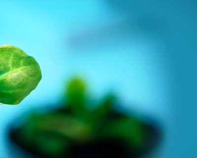 Food & Nutrition Awards: sustentabilidade alimentar é a novidade em 2016