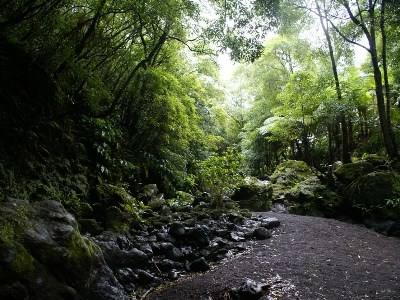Forestis defende associativismo como prioridade na reforma das florestas