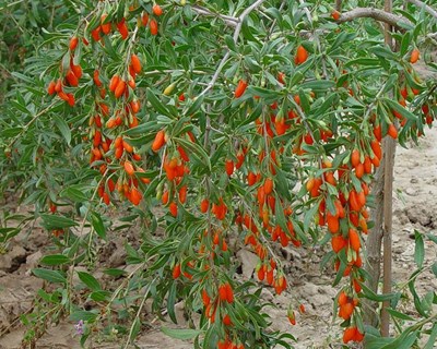 Formação dedicada à poda em verde de Goji