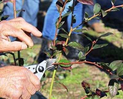 Formação prática de podas de mirtilos em Nisa e Sever do Vouga