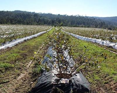 Formação sobre fertilização de mirtilos em Sever do Vouga e Lousã