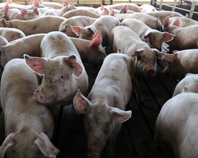 FPAS defende aumento de 20% da produção para exportar