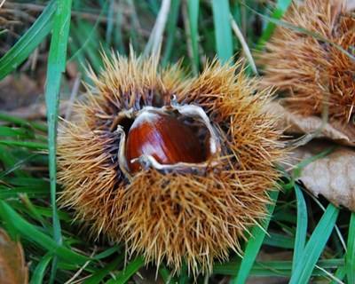 França acolhe Encontro Europeu da Castanha
