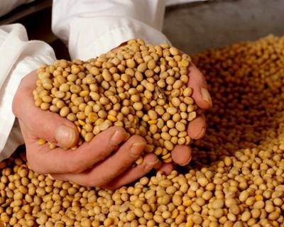 França desenvolve novas proteínas vegetais