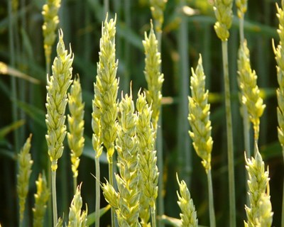 França e Brasil criam Comité Especial Permanente de Agricultura
