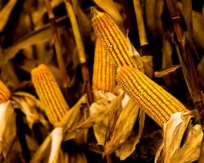 França: seca preocupa produtores de milho