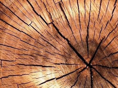 França: Xylella fastidiosa detetada na Córsega