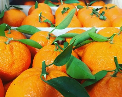 Fresh.Land: a plataforma que ajuda os produtores chega a Lisboa