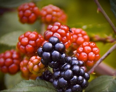 Frutas e legumes: ISA lança “Freshness Lab”