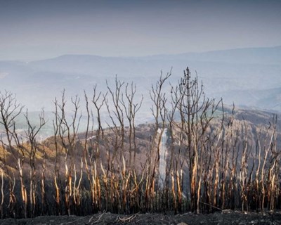 Fundão: candidaturas abertas a fundos comunitários por causa dos incêndios
