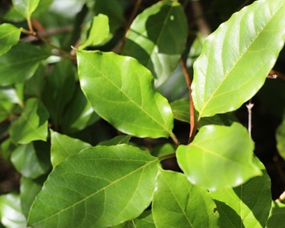 Fundão vai ter um Centro de Biotecnologia de Plantas