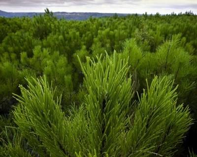 Fundo Florestal Permanente: apoio financeiro para ZIF a 18 de maio de 2015