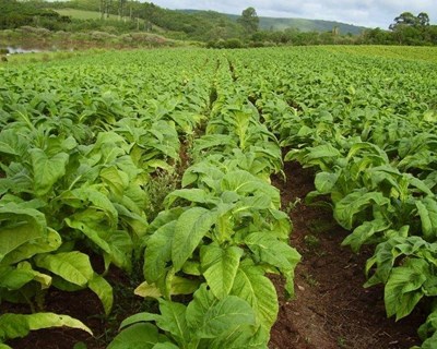 "Gestão do Risco na Agricultura" em discussão