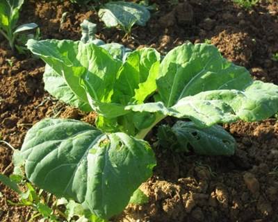 Golegã e Torres Novas: emparcelamento em 4.600 ha ajuda setor hortícola