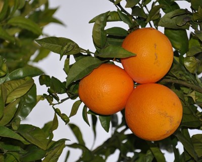Governo alivia restrições ao consumo de água no Algarve em todos os setores
