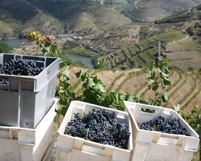 Governo anuncia apoios a 85% a fundo perdido para recuperação de vinhas e muros